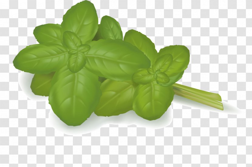 Vegetable Stock Photography Food Illustration - Basil - Cartoon Green Mint Leaves Transparent PNG