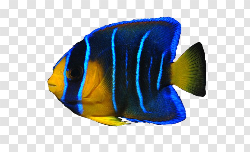 Angelfish - Marine Biology - Ocean Fish Transparent Image Transparent PNG