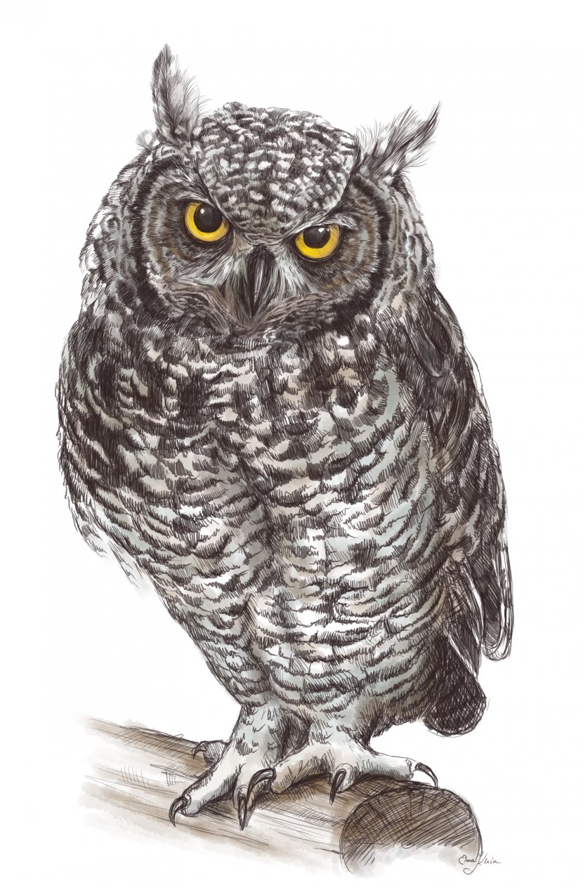 Owl Bird Clip Art - Fauna - Owls Transparent PNG