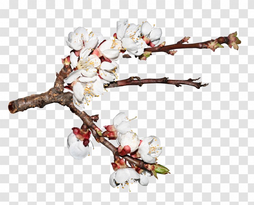Cherry Blossom Cerasus Branch - Flower - Realistic Hand-painted Branches Transparent PNG