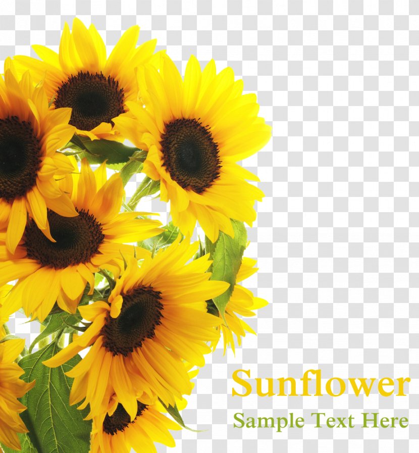 Common Sunflower Royalty-free Clip Art - Sun Flowers In Full Bloom Transparent PNG
