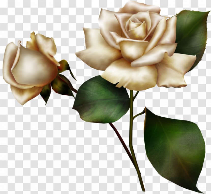 Rose Flower - Garden Roses - White Transparent PNG