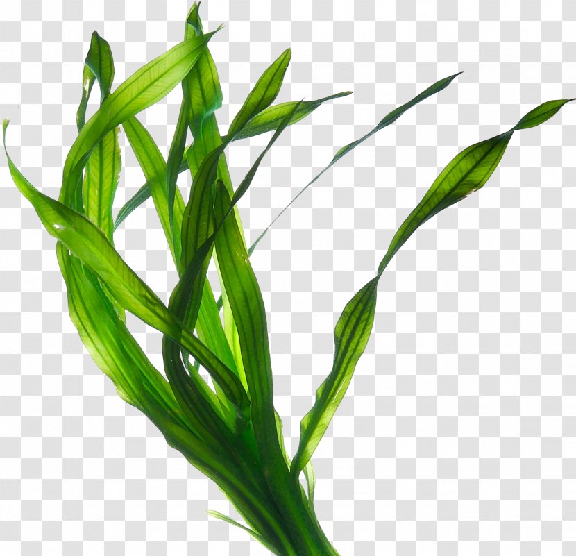 Edible Seaweed Kelp Irish Moss Eucheuma - Grass Family - Plant Transparent PNG