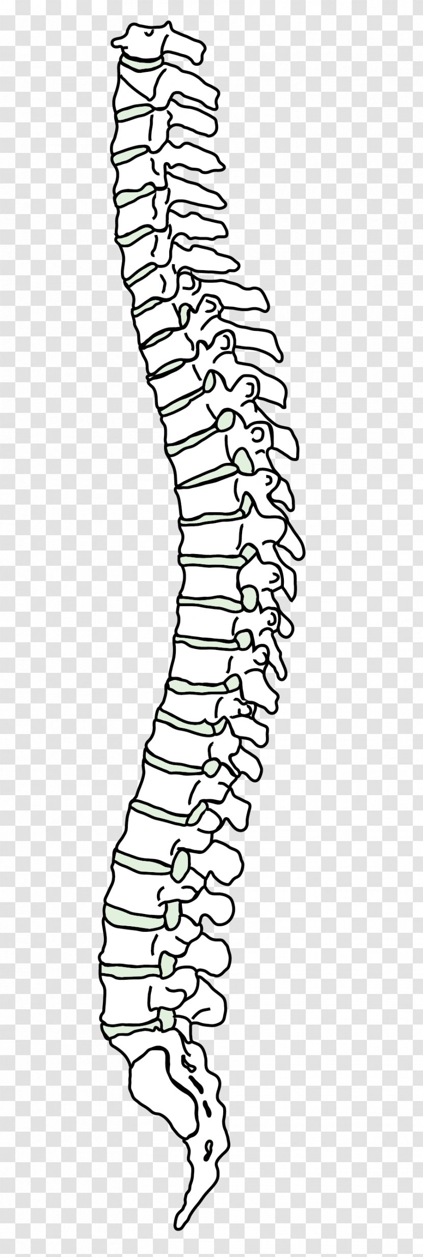 Vertebral Column Human Back Pain Cervical Vertebrae - Heart - Dorsal Spine Transparent PNG