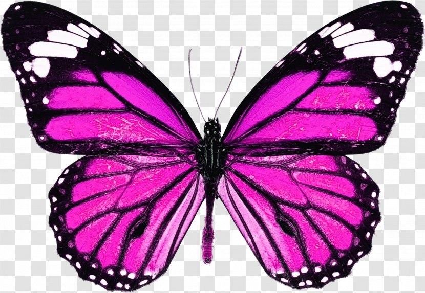 Watercolor Butterfly Background - Wet Ink - Melanargia Magenta Transparent PNG