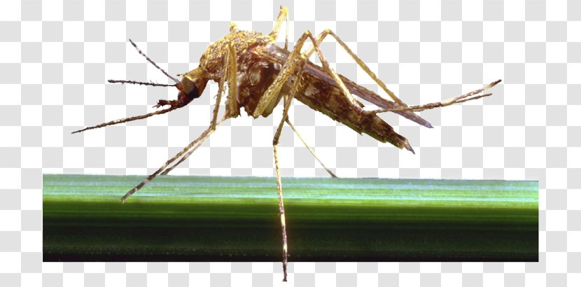 Mosquito Dog Pterygota Parasitism Fly Transparent PNG