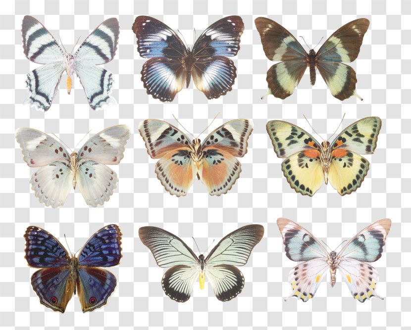 Swallowtail Butterfly Moth Morpho Godarti Blue - Stock Photography Transparent PNG
