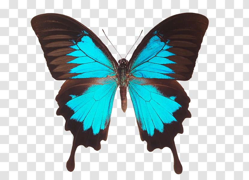 How To Pass Higher Biology For CfE EBook Ulysses Butterfly - Turquoise Transparent PNG