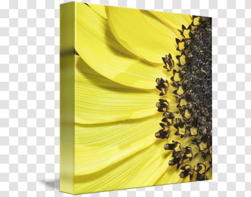 Sunflower M - Petal - 3D Transparent PNG