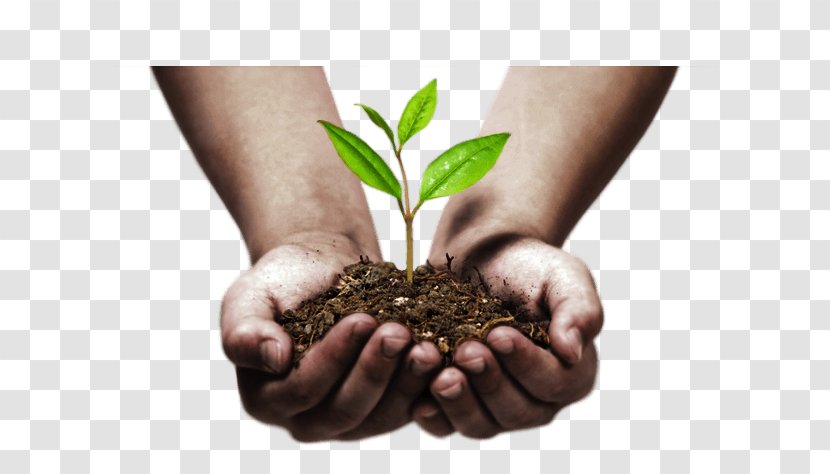 Stock Photography - Tree - Hand To Transparent PNG