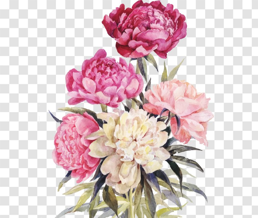 Peony Flower Bouquet Illustration - Petal - Vector Watercolor Transparent PNG