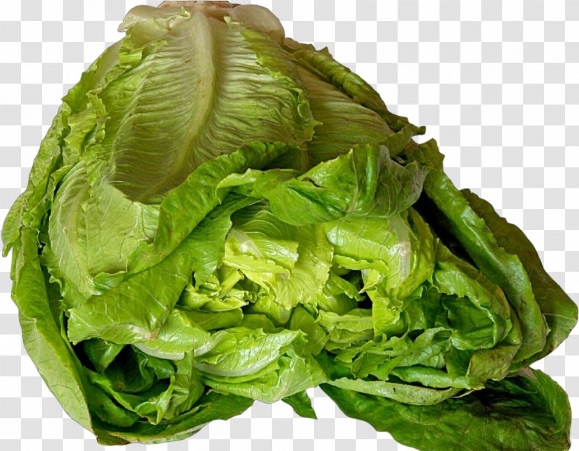 Leaf Vegetable Iceburg Lettuce Romaine - Savoy Cabbage - Spinach Transparent PNG