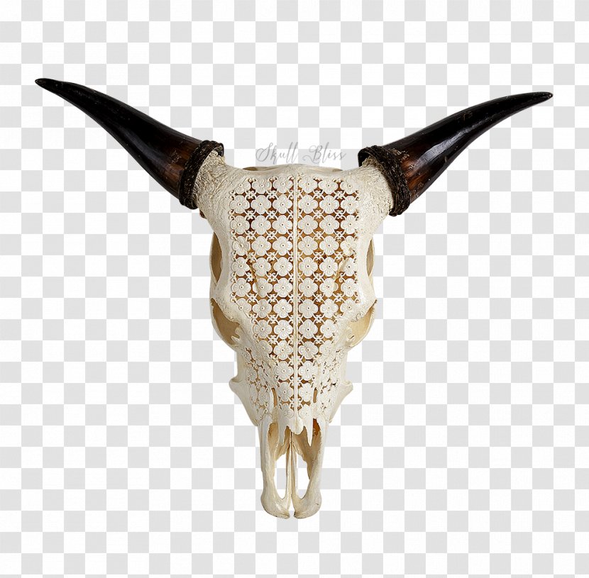 Cattle XL Horns Skull Water Buffalo - Antique Transparent PNG