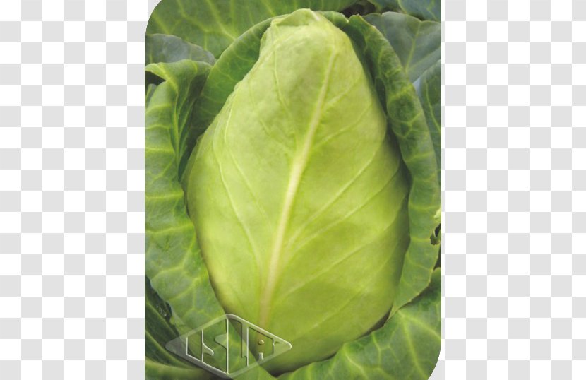 Cabbage Chard Spring Greens Collard Cattle Transparent PNG