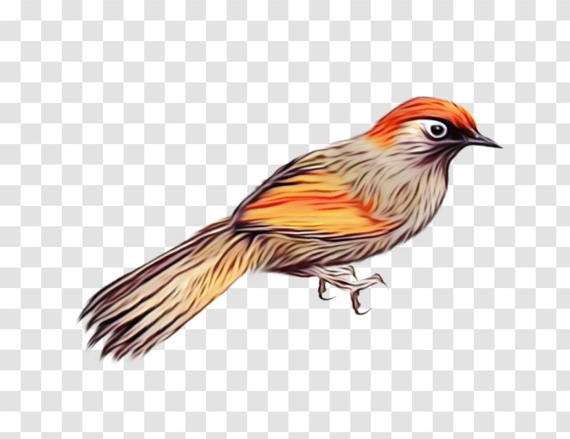 Robin Bird - Tail Cuculiformes Transparent PNG