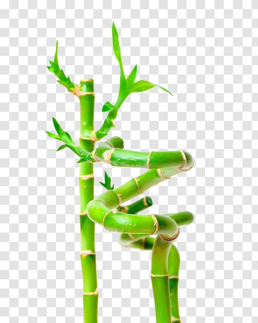 Lucky Bamboo Stock Photography Plant - Material Transparent PNG
