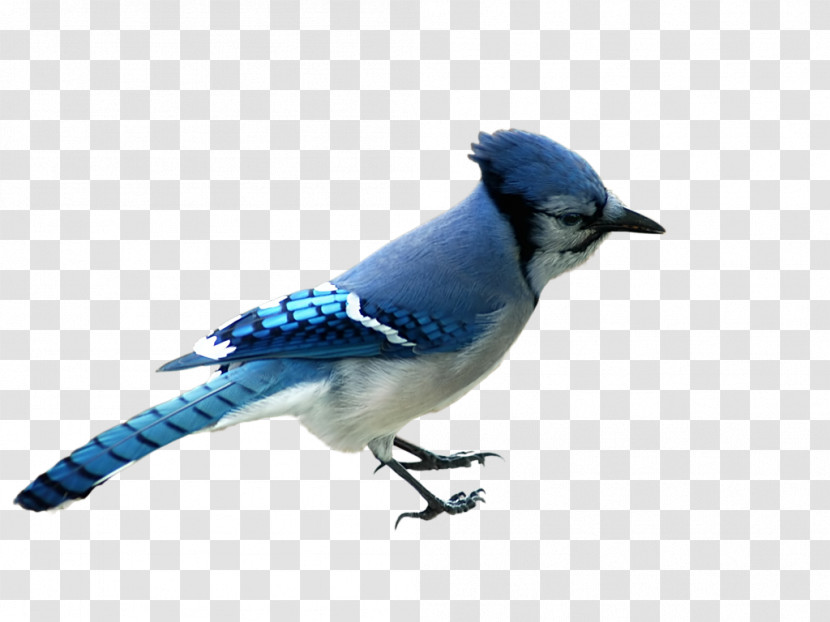 Bird Blue Jay Beak Jay Bluebird Transparent PNG