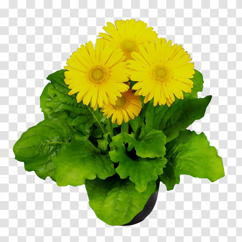 Cut Flowers Chrysanthemum Floral Design Barberton Daisy - Transvaal Transparent PNG