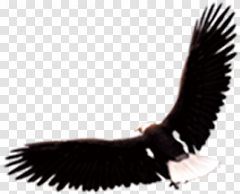 Eagle Hawk Vecteur Euclidean Vector - Wing Transparent PNG