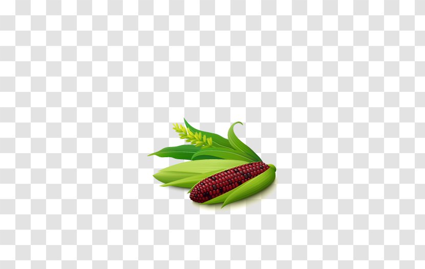 Maize Purple Corn - Corncob Transparent PNG