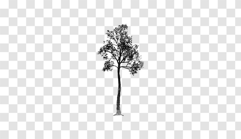Pine Family Leaf Plant Stem Flowering - Conifer - Realistic Tree Transparent PNG