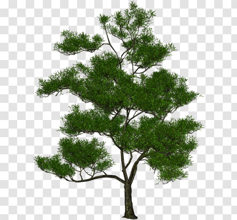 Oak Tree Leaf - Woody Plant - Stem Transparent PNG