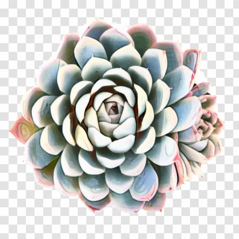 Flower Rose Garden Stonecrops Cactus - Roses Transparent PNG