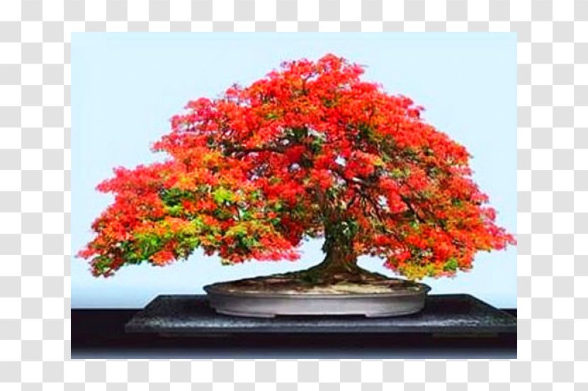 National Bonsai Foundation Indoor Seed Tree - Plant - Tropical Leaves Transparent PNG
