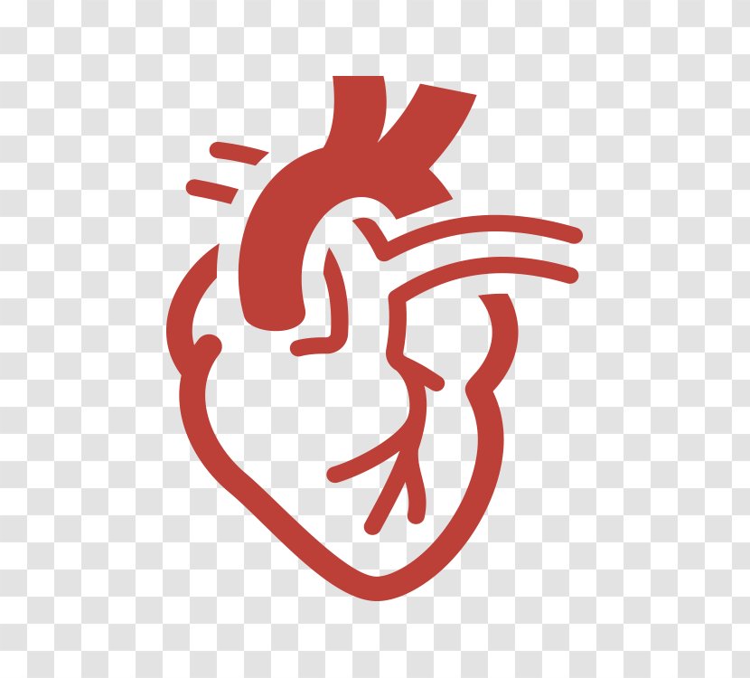 Cardiology Heart Cardiovascular Disease - Watercolor Transparent PNG