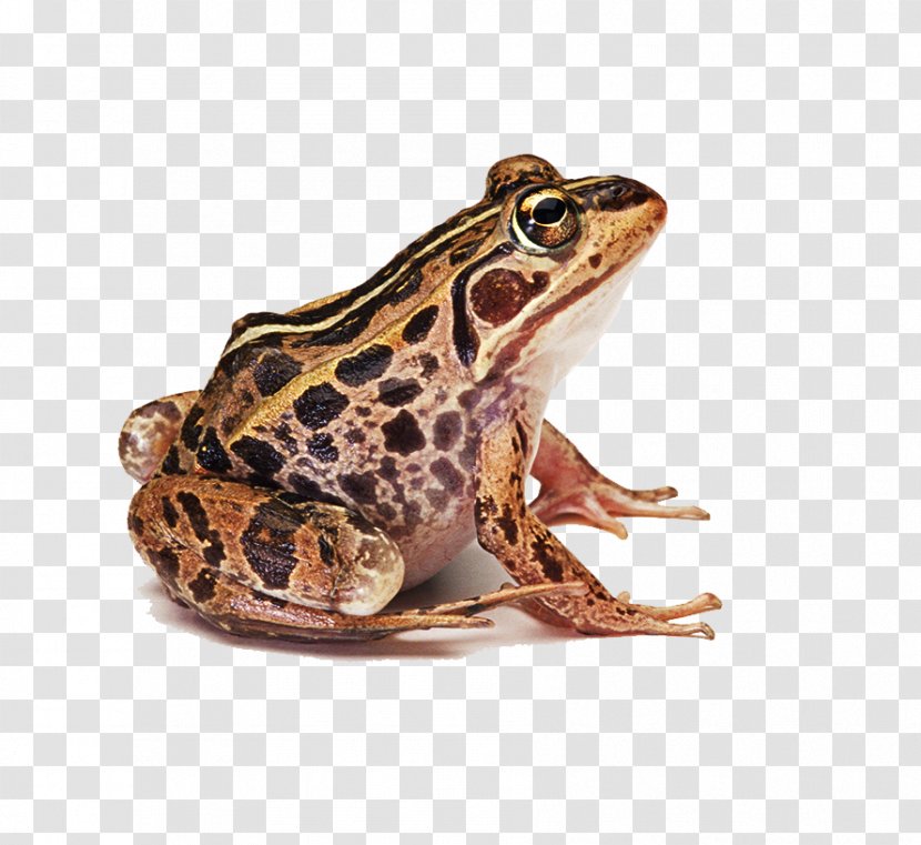 Frog Clip Art - Common - Prince Transparent PNG