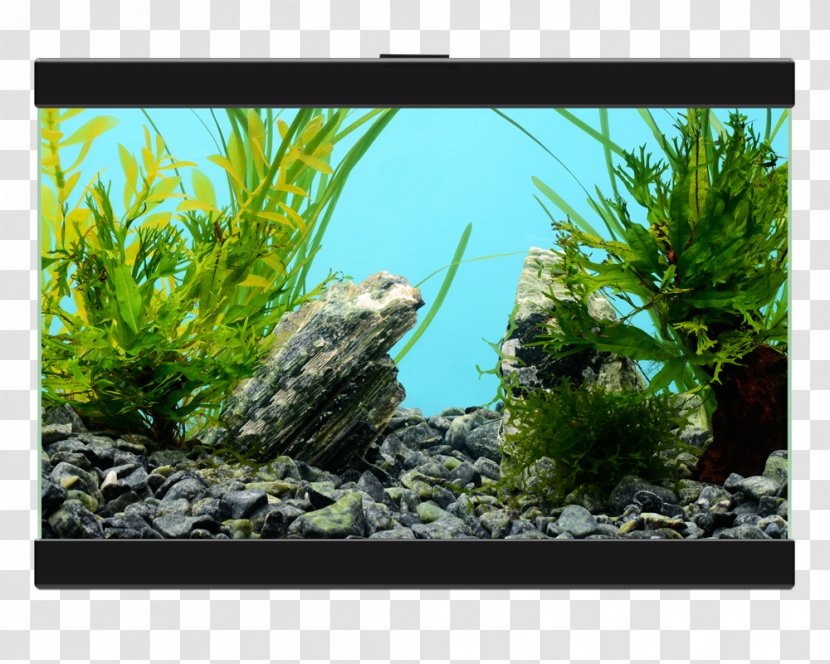 Aquarium Filtration Light PECES Y ACUARIOS - Freshwater - Peixe Pintado Rio Transparent PNG