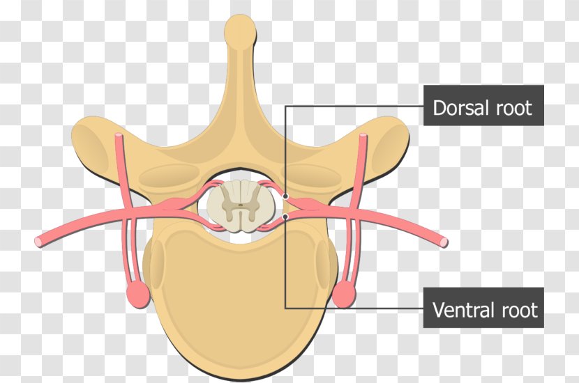 Dorsal Root Of Spinal Nerve Ventral Cord Vertebral Column - Watercolor - Thoracic Transparent PNG