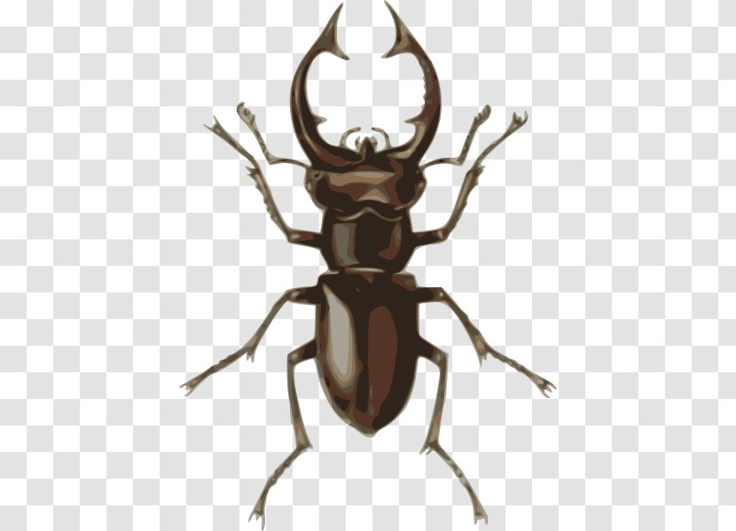 Stag Beetle Drawing Clip Art - Horn - Cliparts Transparent PNG