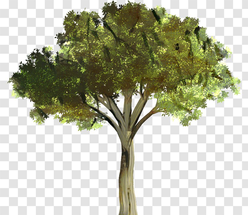 Tree Branch Silhouette - Leaf - Oak Trunk Transparent PNG