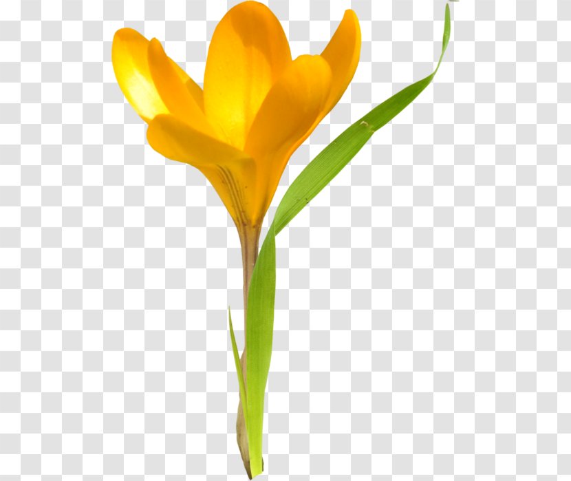 Tulip Cut Flowers Daffodil Plant Stem Transparent PNG