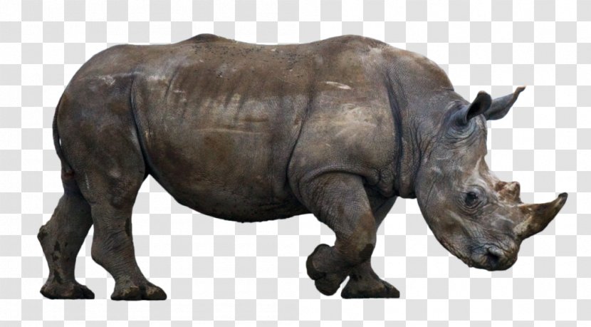 Rhinoceros Wildlife Animal DeviantArt - Terrestrial - Sumatran Transparent PNG