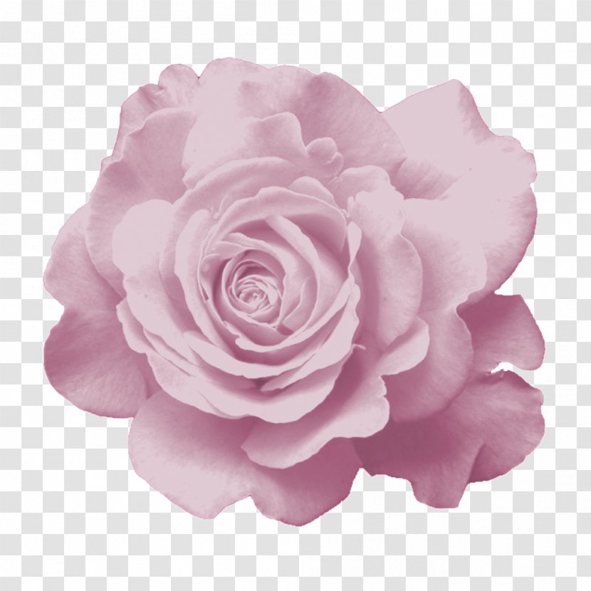 Garden Roses Flower Cabbage Rose Pink - Image File Formats Transparent PNG