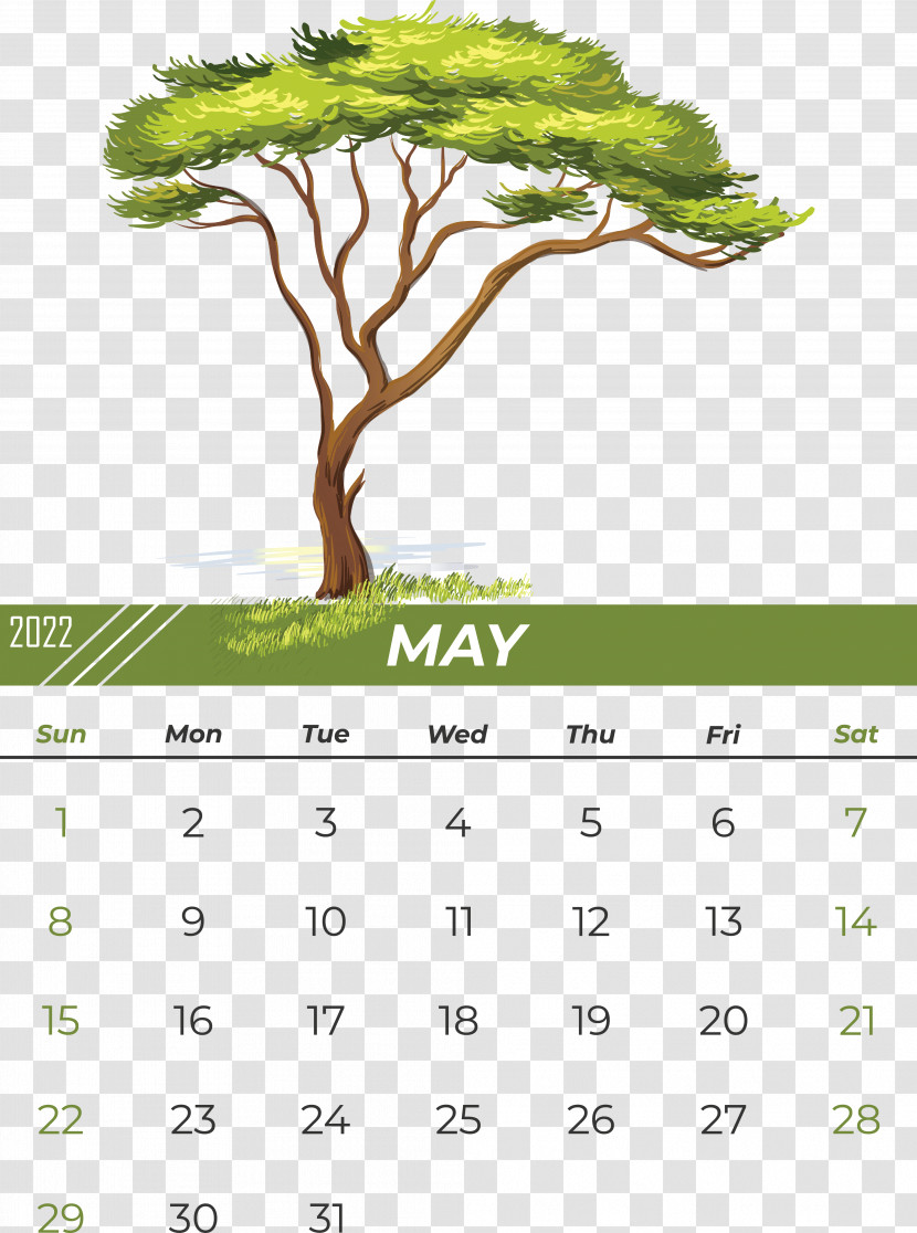 Tree Drawing Baobab Cartoon Shade Tree Transparent PNG