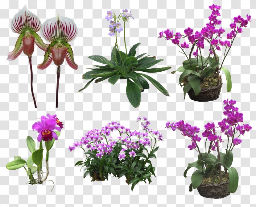 Floral Design Moth Orchids Flower Clip Art - Digital Image Transparent PNG