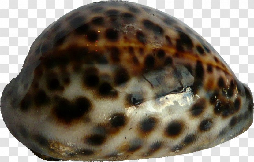 Sea Snail Gastropods Animal Slug - SEA SHELL Transparent PNG