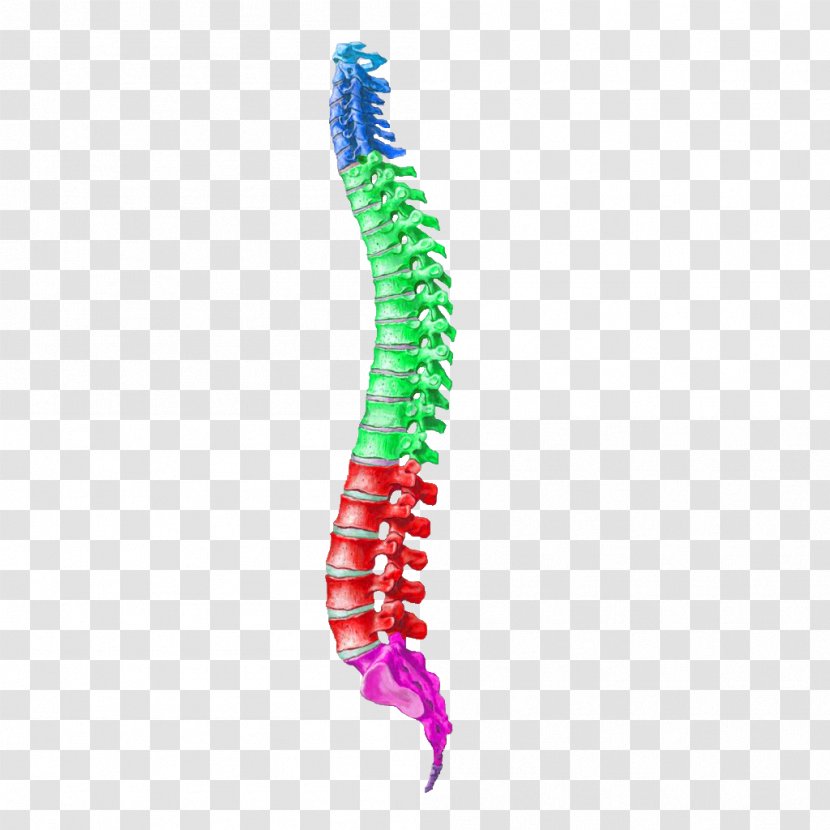 Human Vertebral Column Lumbar Vertebrae Thoracic - Pink Transparent PNG