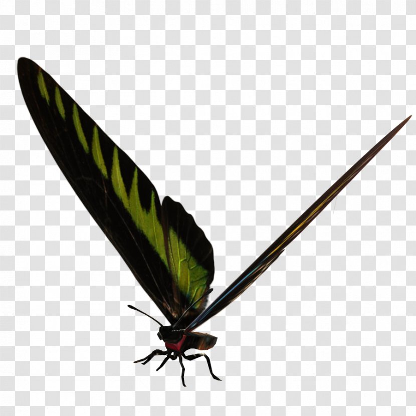 Moth Insect - Invertebrate Transparent PNG