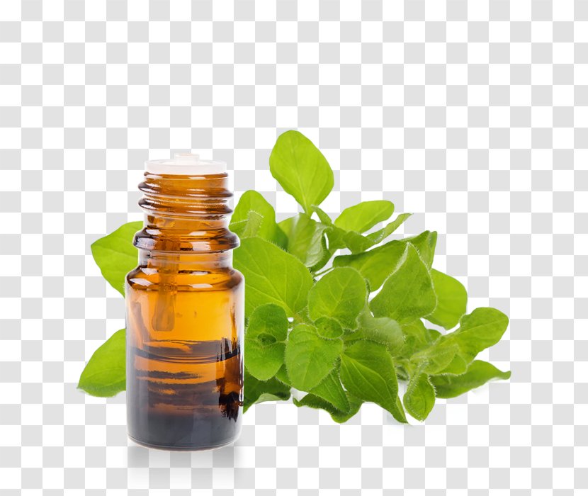 Herb Essential Oil Oregano Aromatherapy Transparent PNG