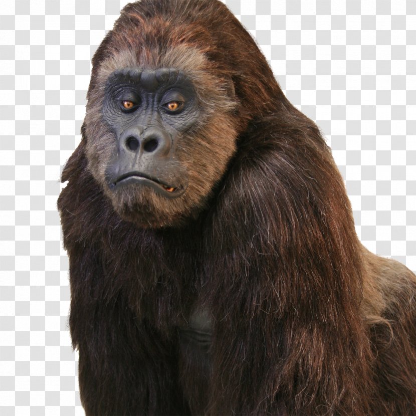 Western Gorilla Common Chimpanzee Hollywood Primate Suit - Fur Transparent PNG