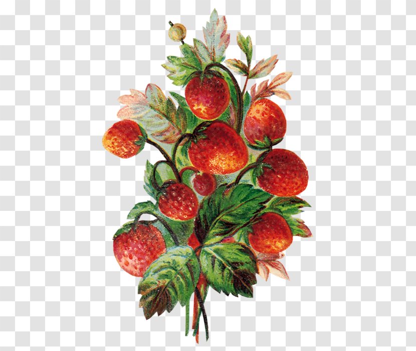 Strawberry Fruit Food Auglis Transparent PNG