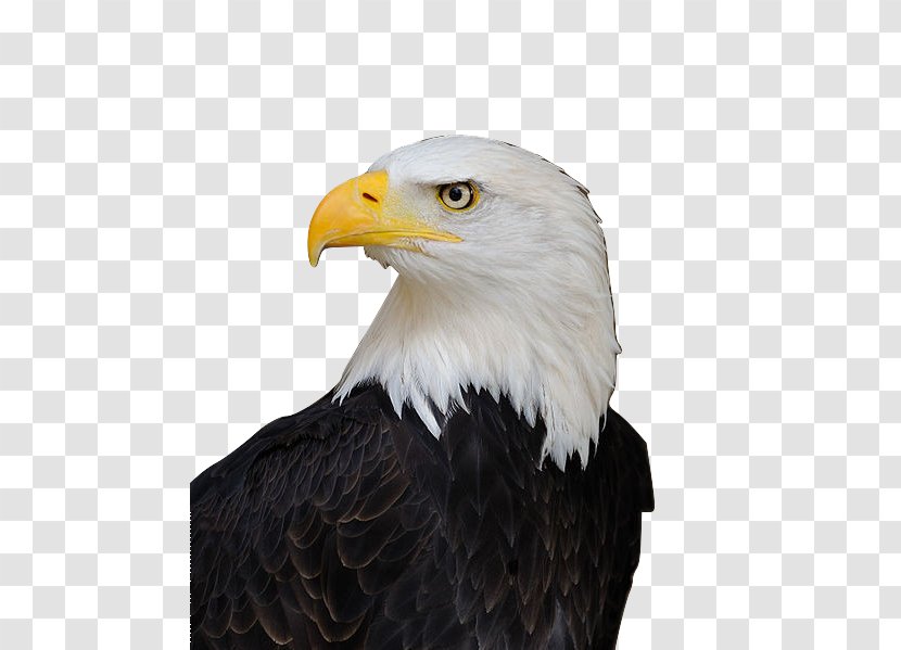 Bald Eagle Bird White-tailed New World Warblers Transparent PNG