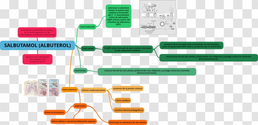 Albuterol Ibuprofen Pharmacodynamics Milligram Hyperkalemia - Drug - Digital 8 Transparent PNG
