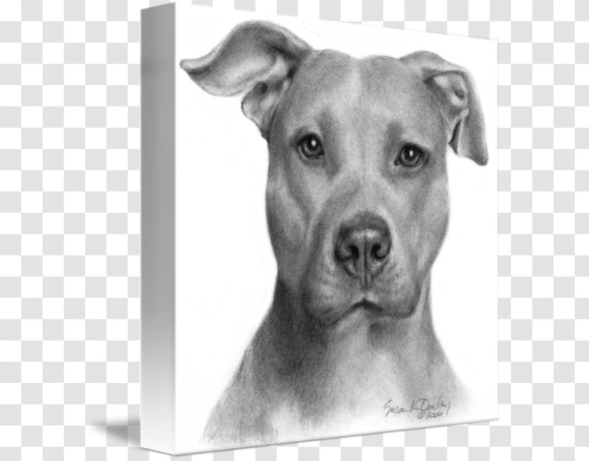 American Pit Bull Terrier Staffordshire Bully - Puppy Transparent PNG