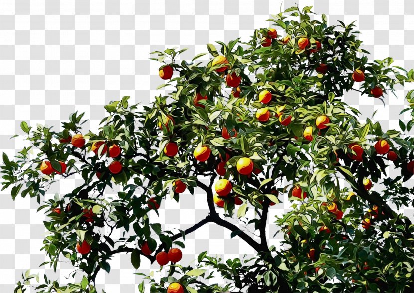 Fruit Tree - Plant - Citrus Food Transparent PNG