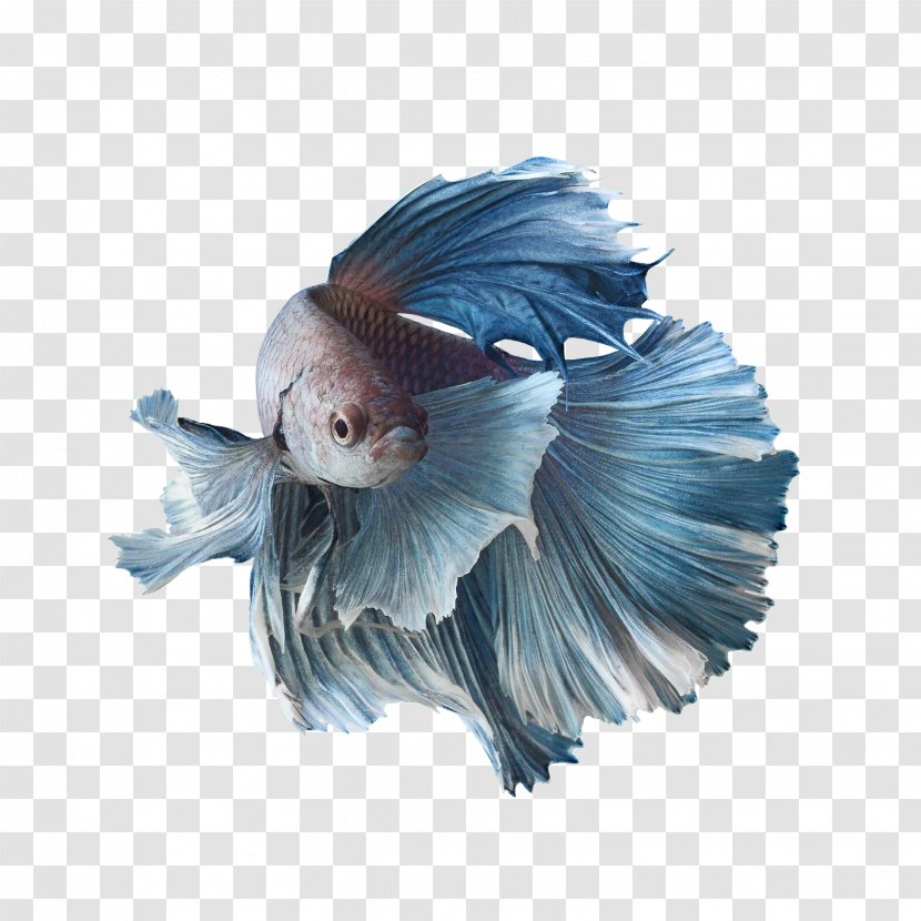 Siamese Fighting Fish Koi Aquarium Goldfish - Fin Rot - Betta Transparent PNG